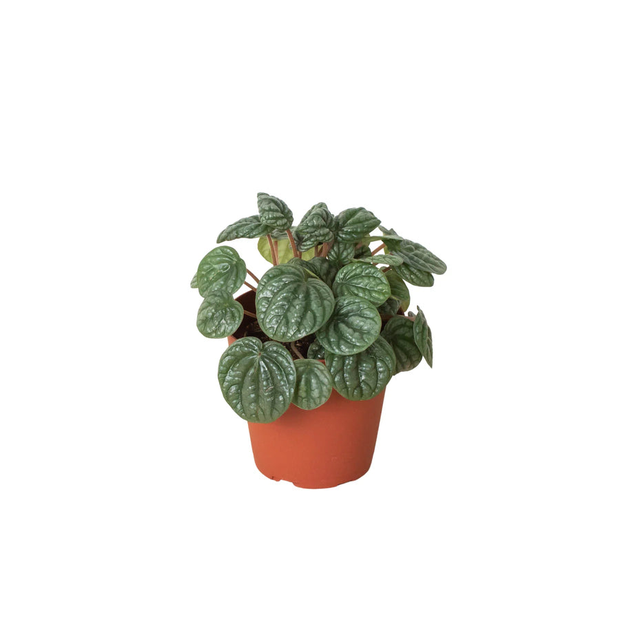 Peperomia 'Burbella'-American Plant Supply