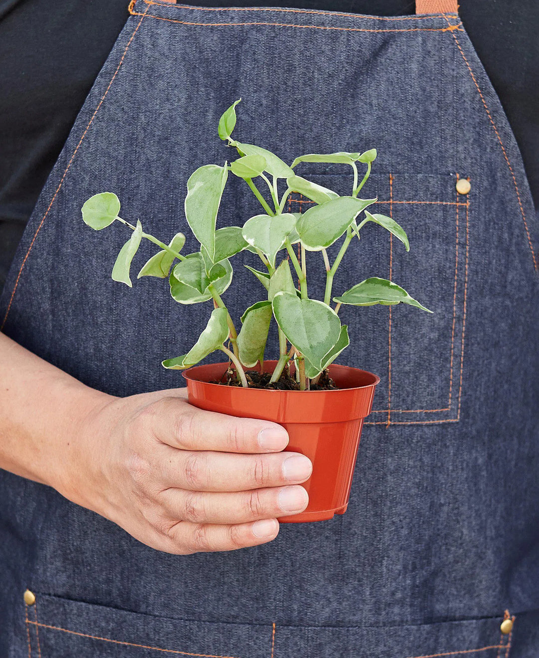 Peperomia 'Cupid'-American Plant Supply