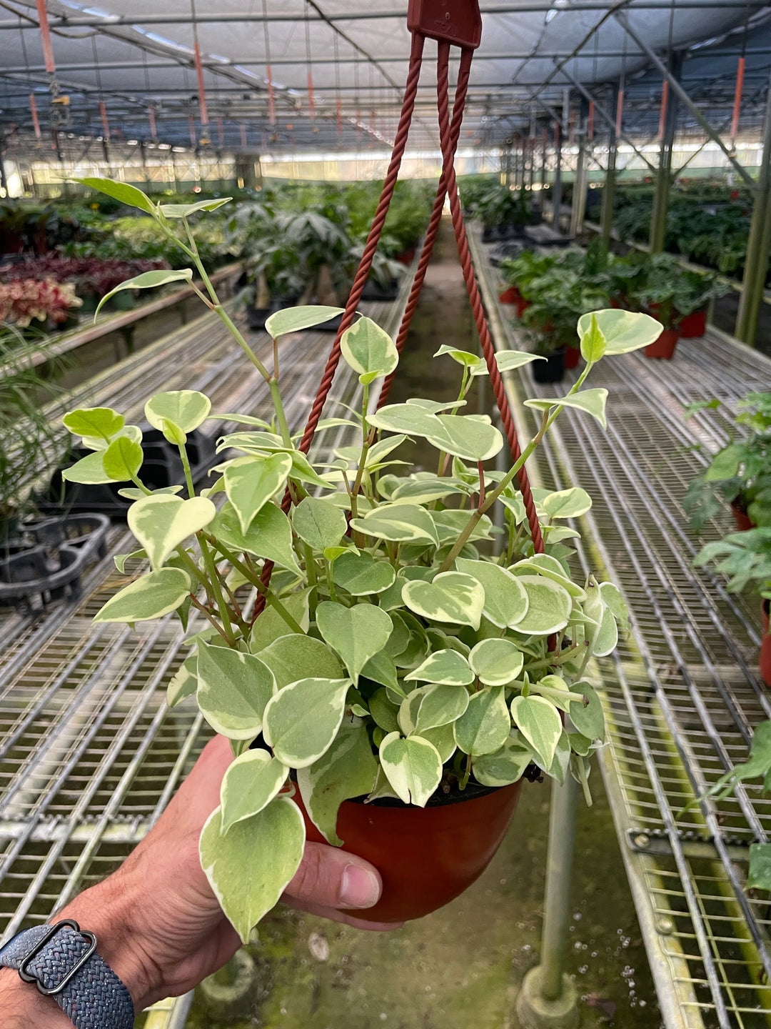 Peperomia 'Cupid'-American Plant Supply