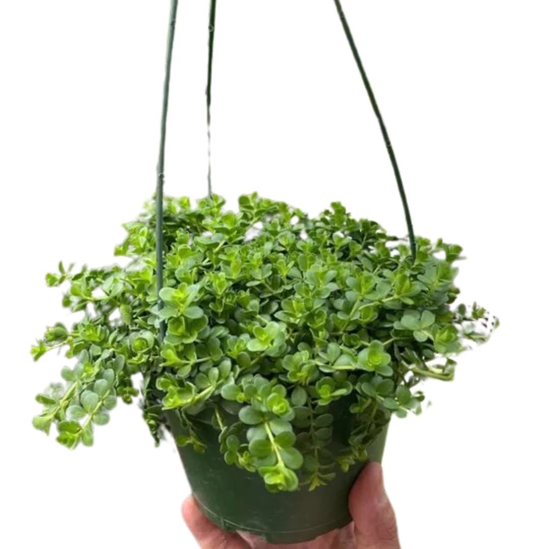 Peperomia Deppeana-Indoor Plants-American Plant Supply