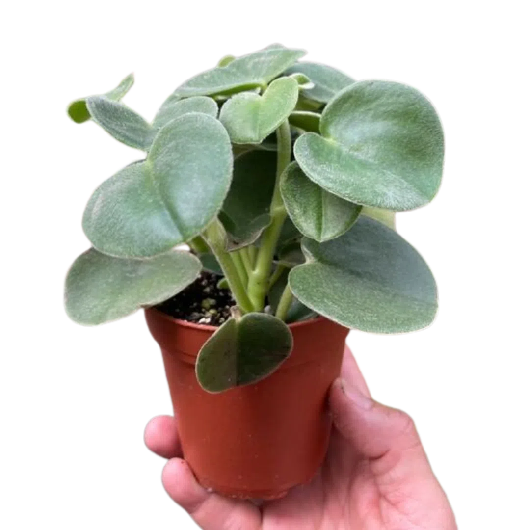 Peperomia 'Felted'-Indoor Plants-American Plant Supply