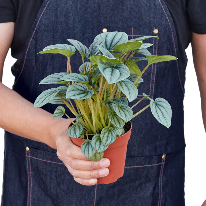 Peperomia 'Frost'-Indoor Plants-American Plant Supply