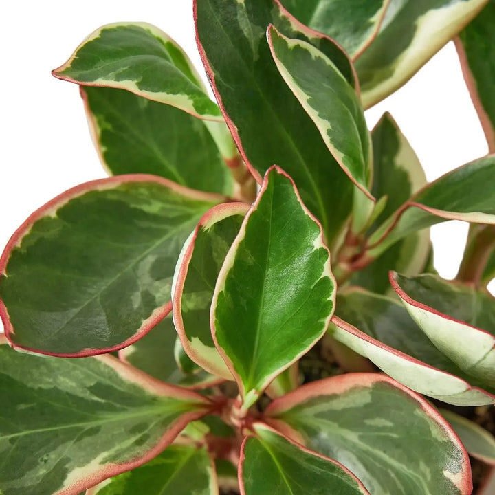 Peperomia 'Ginny'-Indoor Plants-American Plant Supply