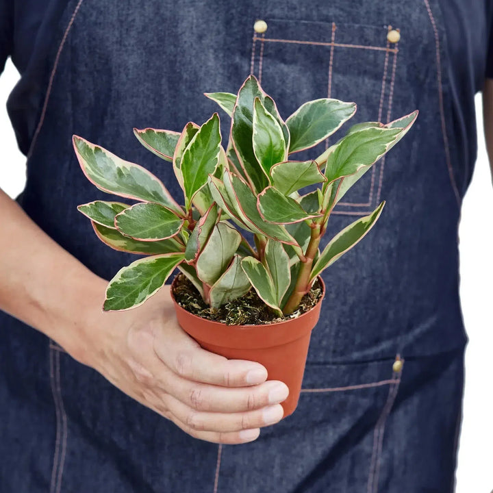 Peperomia 'Ginny'-Indoor Plants-American Plant Supply