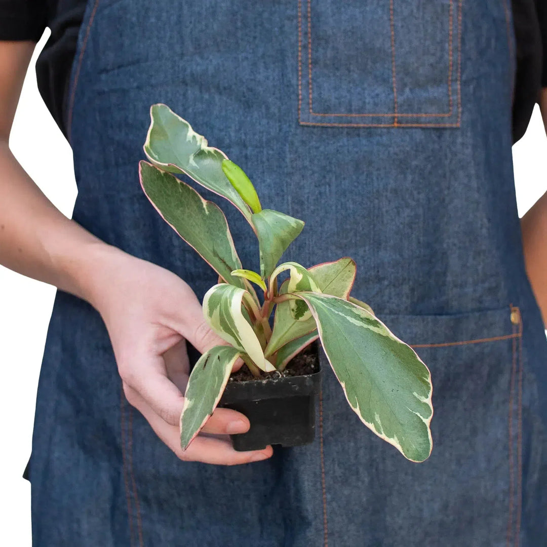 Peperomia 'Ginny'-Indoor Plants-American Plant Supply