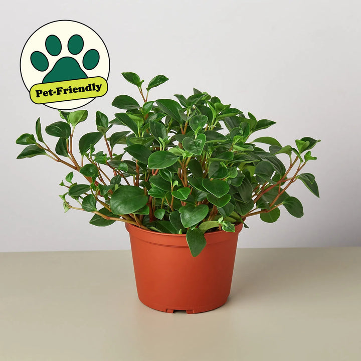 Peperomia 'Glabella'-Indoor Plants-American Plant Supply