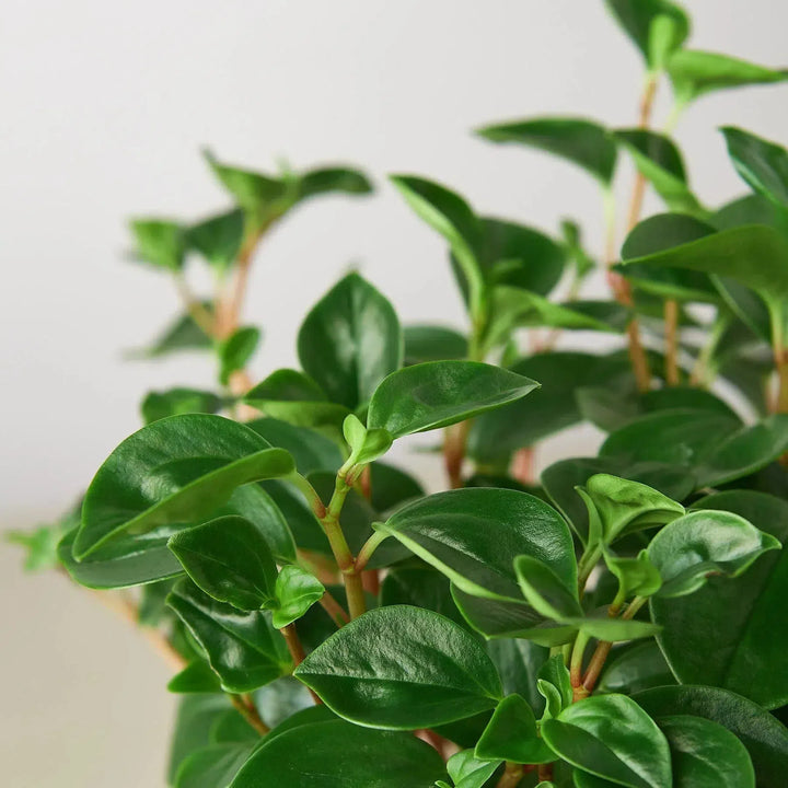 Peperomia 'Glabella'-Indoor Plants-American Plant Supply