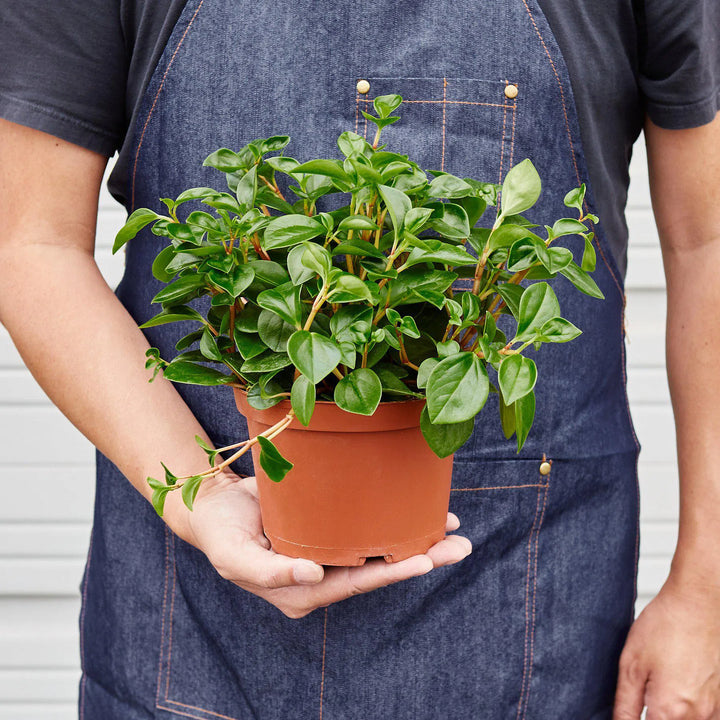 Peperomia 'Glabella'-Indoor Plants-American Plant Supply