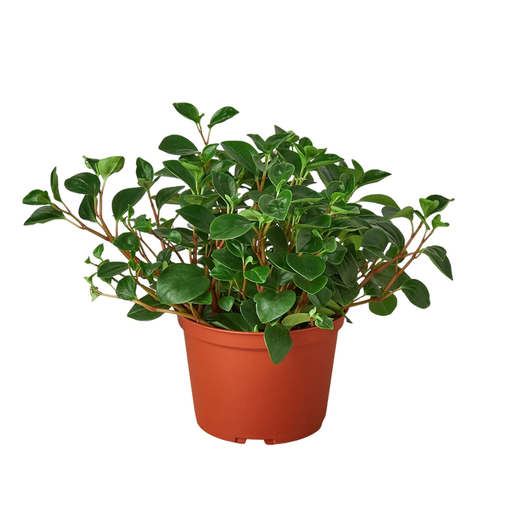Peperomia 'Glabella'-Indoor Plants-American Plant Supply