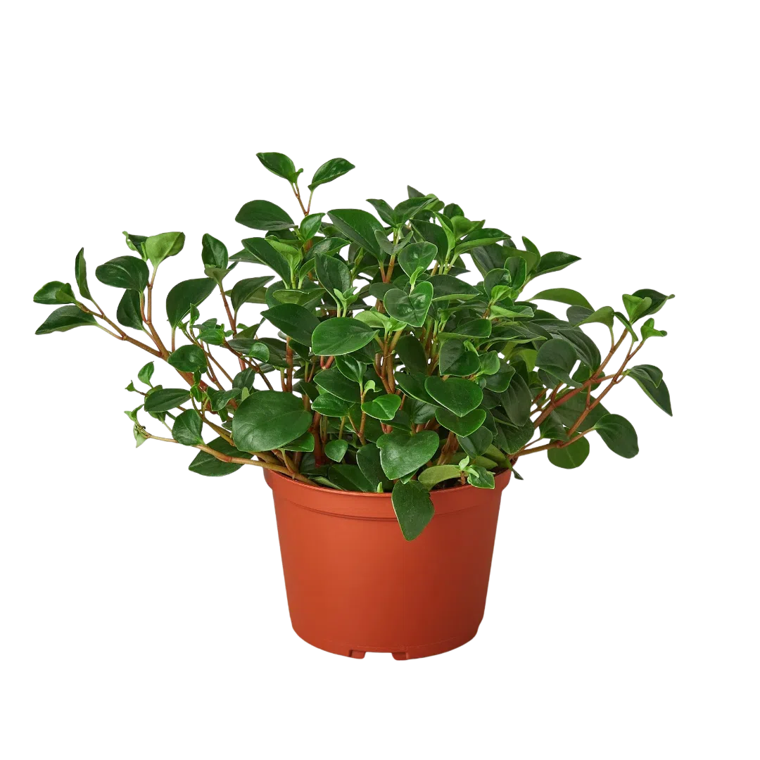 Peperomia 'Glabella'-Indoor Plants-American Plant Supply