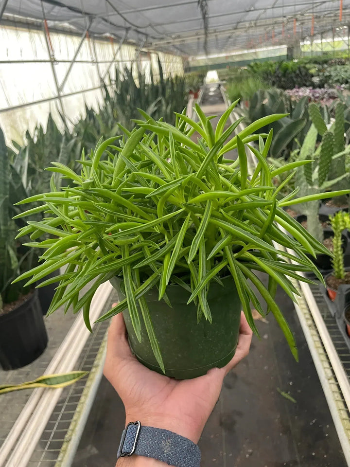 Peperomia 'Green Bean'-Indoor Plants-American Plant Supply