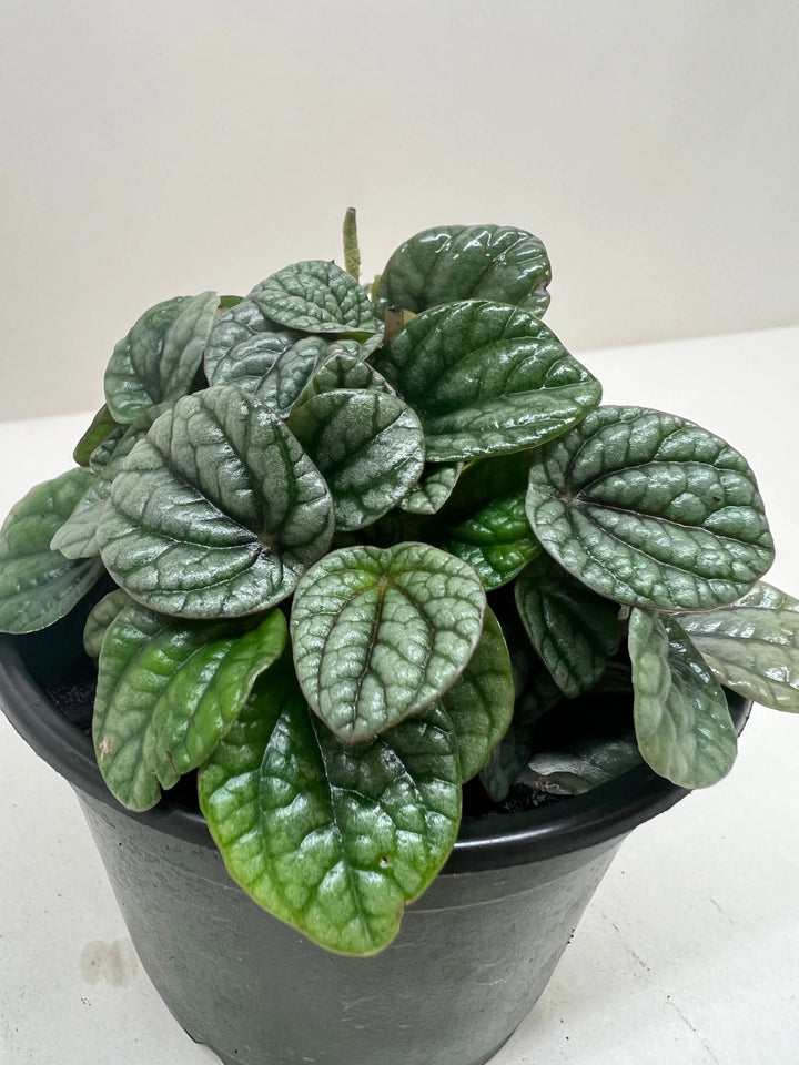 Peperomia Greyhound-Indoor Plants-American Plant Supply