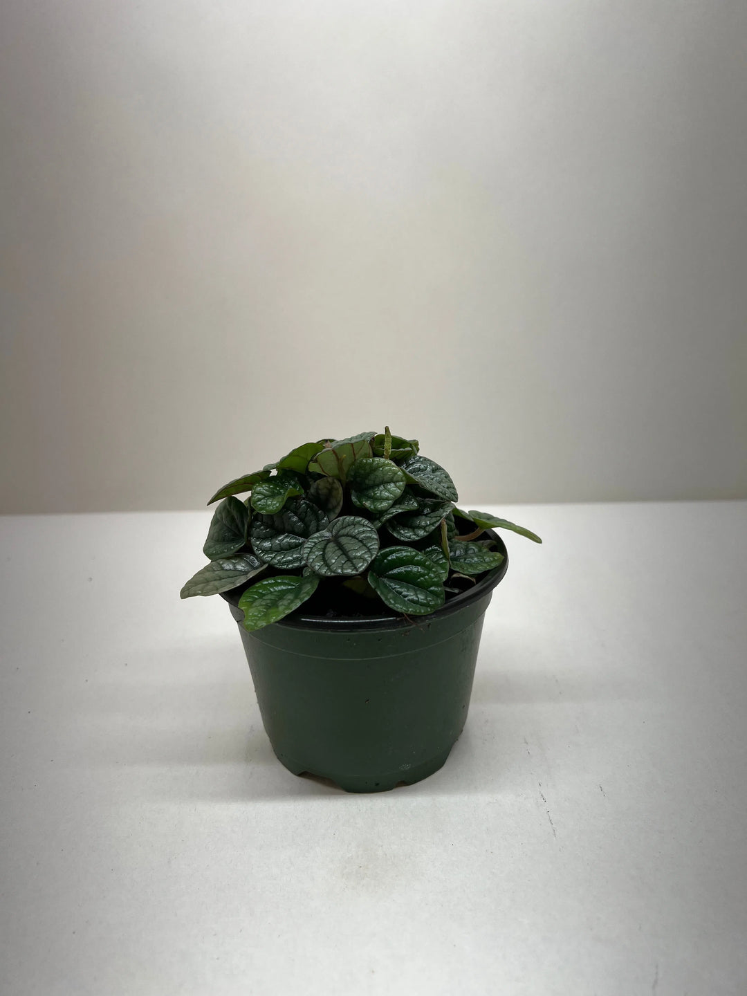 Peperomia Greyhound-Indoor Plants-American Plant Supply