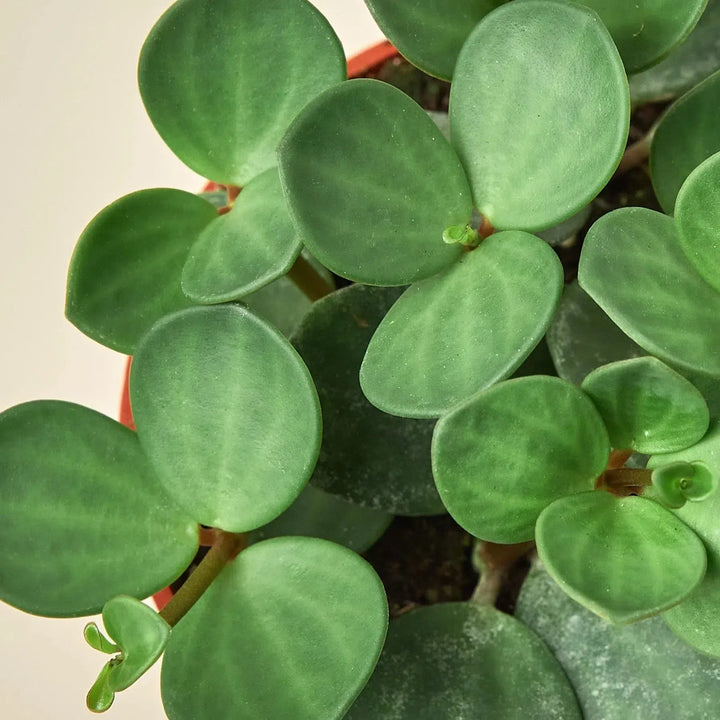 Peperomia 'Hope'-4" Plant-American Plant Supply