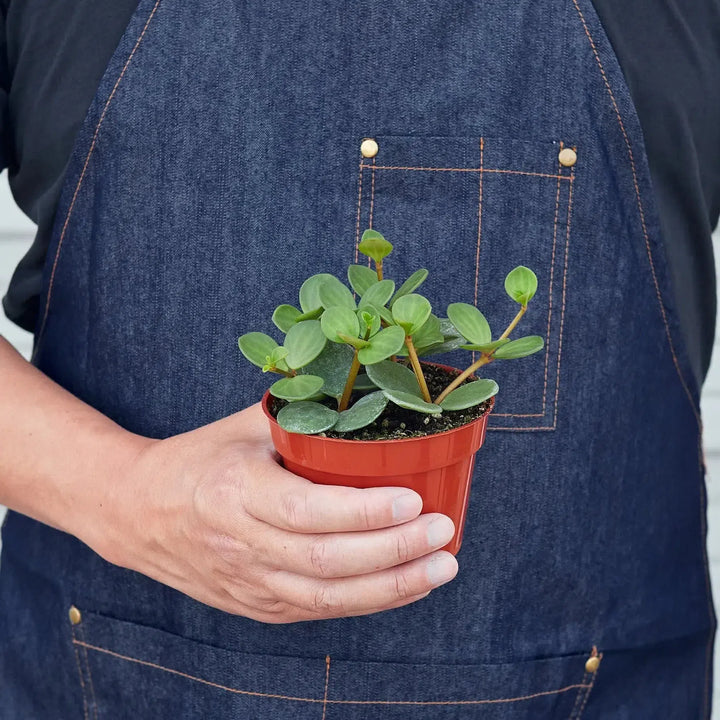 Peperomia 'Hope'-4" Plant-American Plant Supply