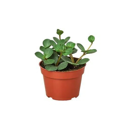 Peperomia 'Hope'-4" Plant-American Plant Supply