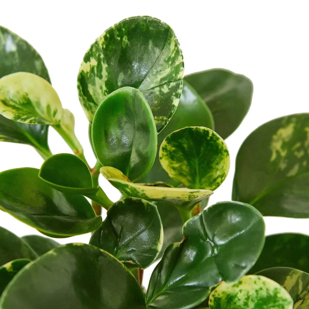 Peperomia 'Marble'-Indoor Plants-American Plant Supply