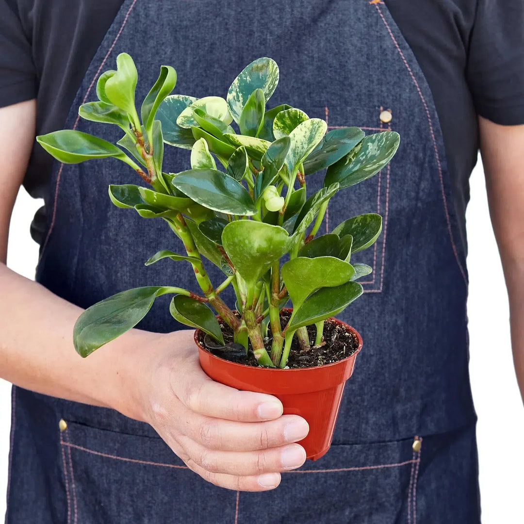 Peperomia 'Marble'-Indoor Plants-American Plant Supply