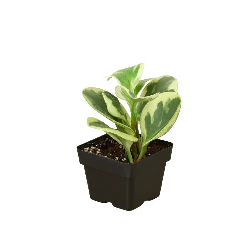 Peperomia 'Marble'-Indoor Plants-American Plant Supply