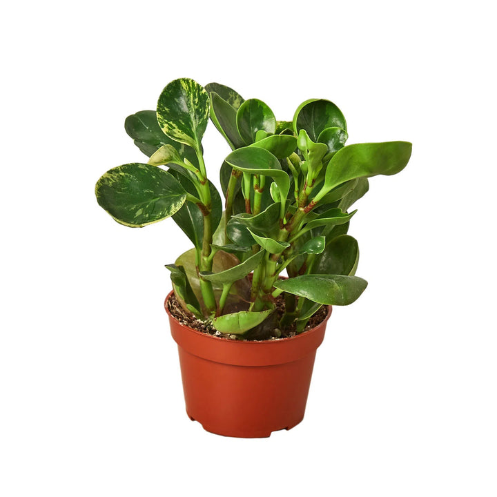 Peperomia 'Marble'-Indoor Plants-American Plant Supply