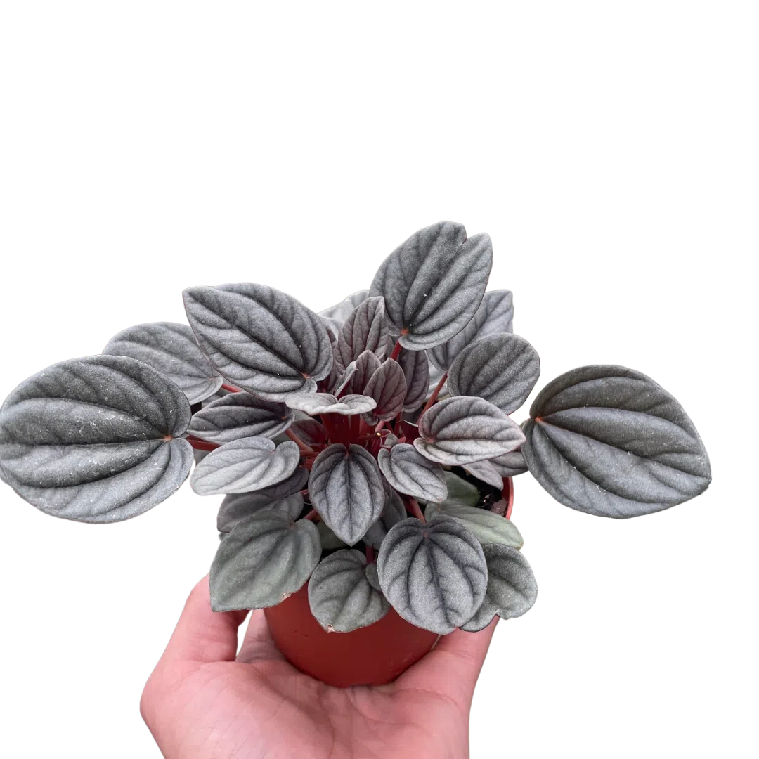 Peperomia 'Mendoza'-Indoor Plants-American Plant Supply