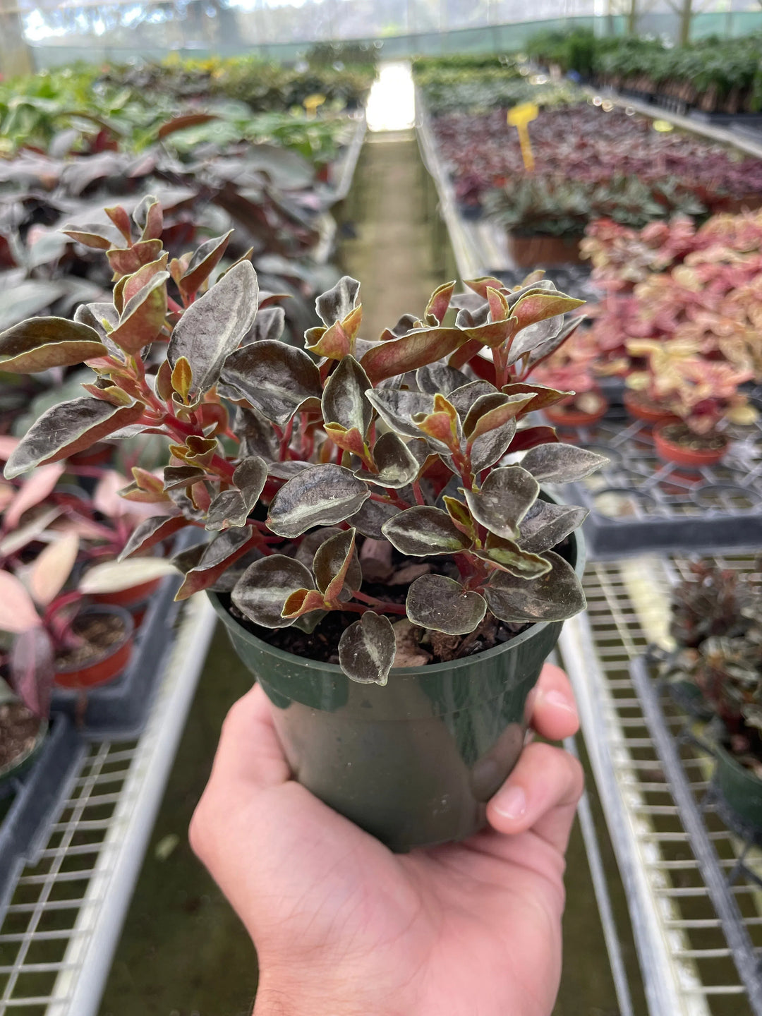 Peperomia 'Metallica'-Indoor Plants-American Plant Supply