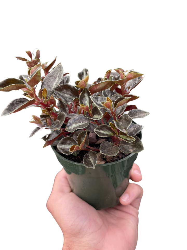 Peperomia 'Metallica'-Indoor Plants-American Plant Supply