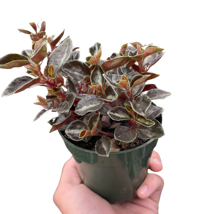 Peperomia 'Metallica'-Indoor Plants-American Plant Supply