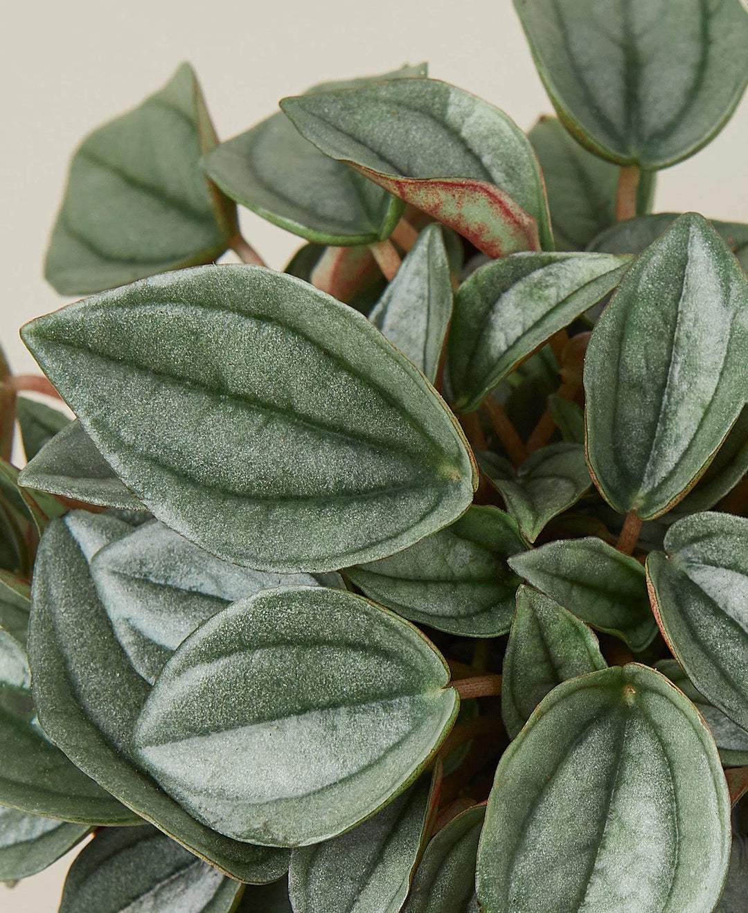 Peperomia 'Napoli Nights' - 4" Pot-American Plant Supply