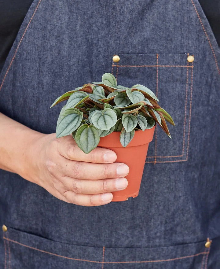 Peperomia 'Napoli Nights' - 4" Pot-American Plant Supply