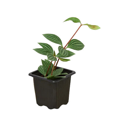 Peperomia 'Parallel'-American Plant Supply