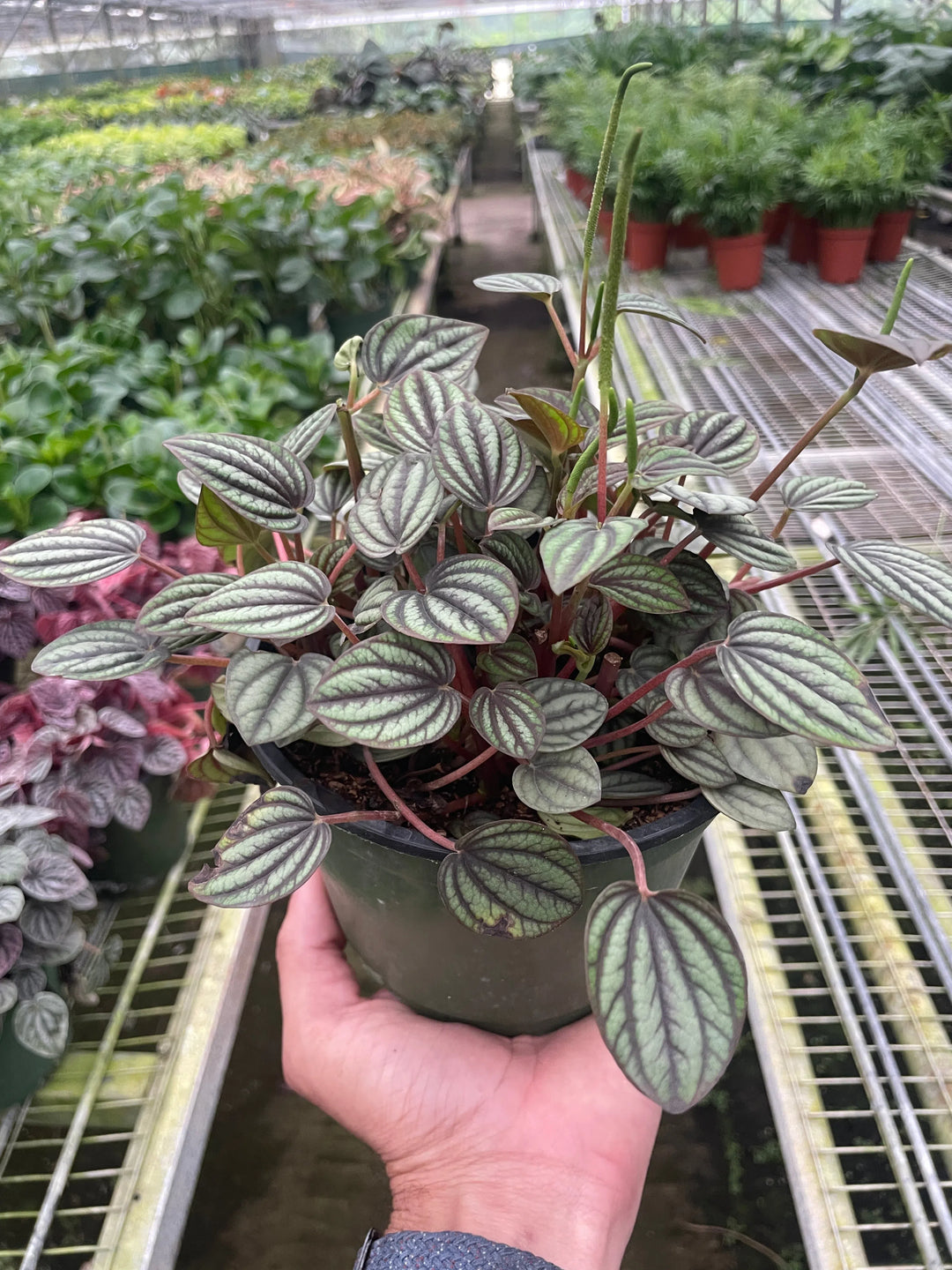 Peperomia 'Picollo Banda'-Indoor Plants-American Plant Supply