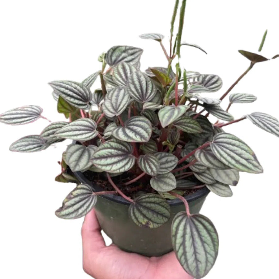 Peperomia 'Picollo Banda'-Indoor Plants-American Plant Supply