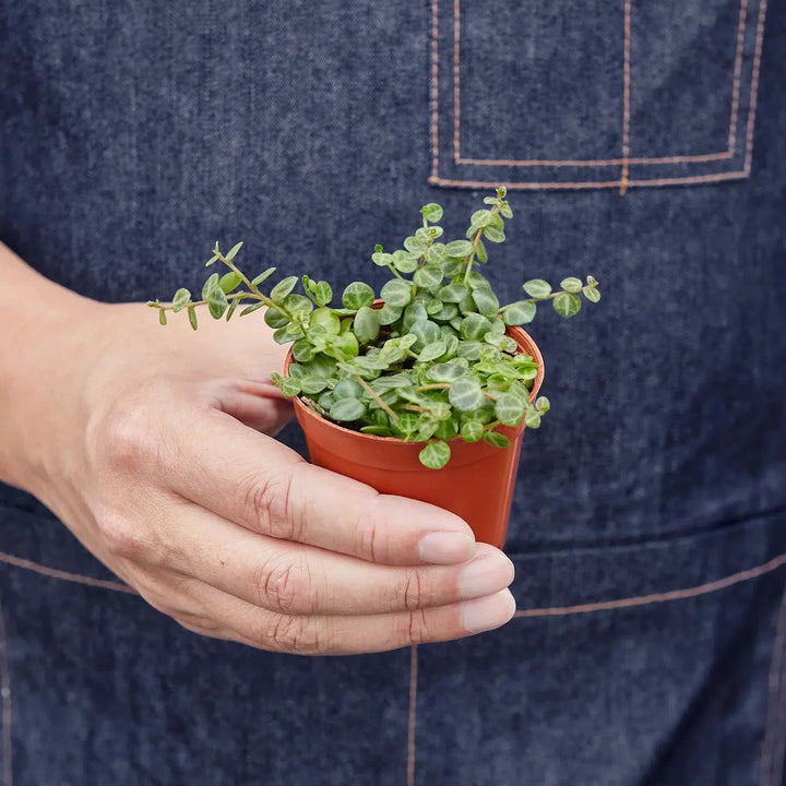 Peperomia Prostrata 'String of Turtles'-American Plant Supply