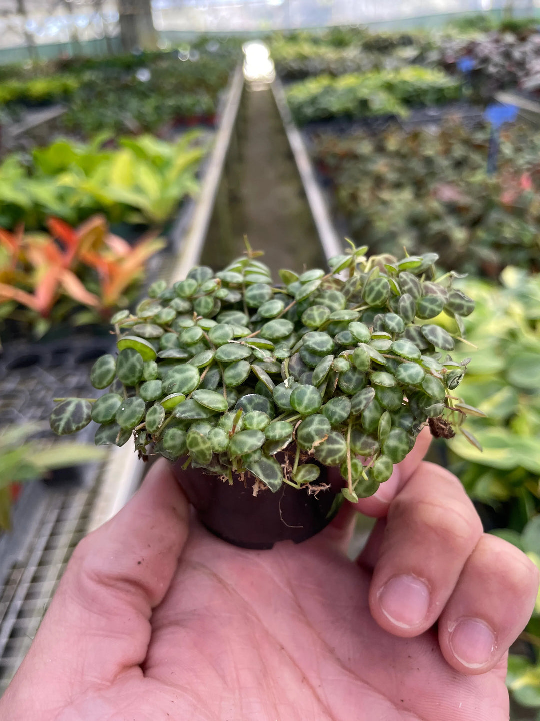 Peperomia Prostrata 'String of Turtles'-American Plant Supply