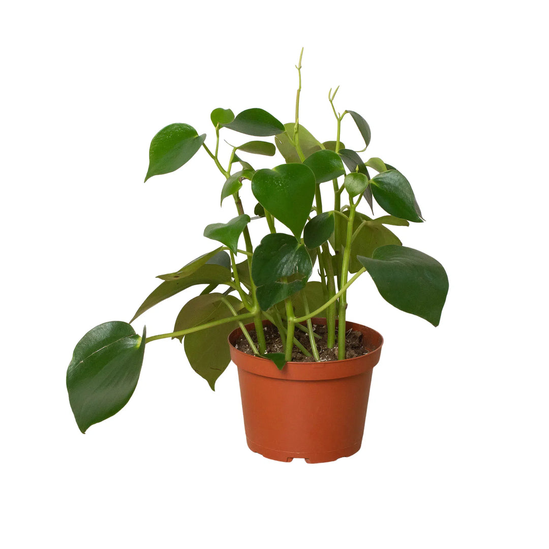 Peperomia 'Raindrop'-Indoor Plants-American Plant Supply