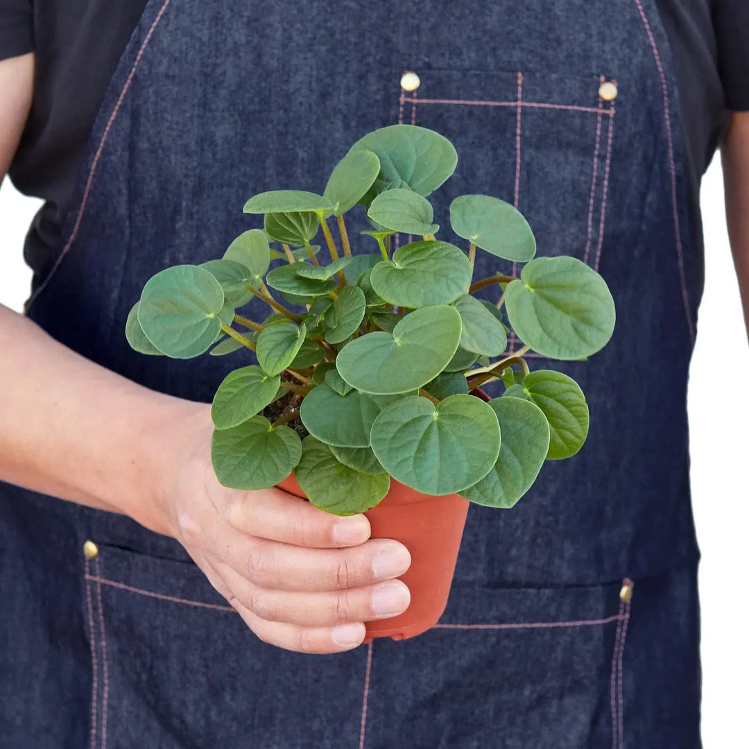 Peperomia 'Rana Verde'-Indoor Plants-American Plant Supply