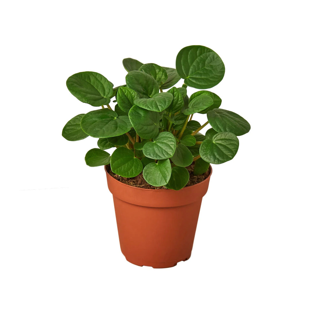 Peperomia 'Rana Verde'-Indoor Plants-American Plant Supply