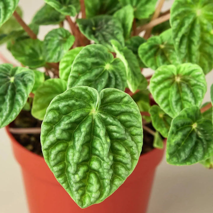 Peperomia 'Ripple'-4" Plant (1pk/$2) ($6 Ship/15oz)-American Plant Supply