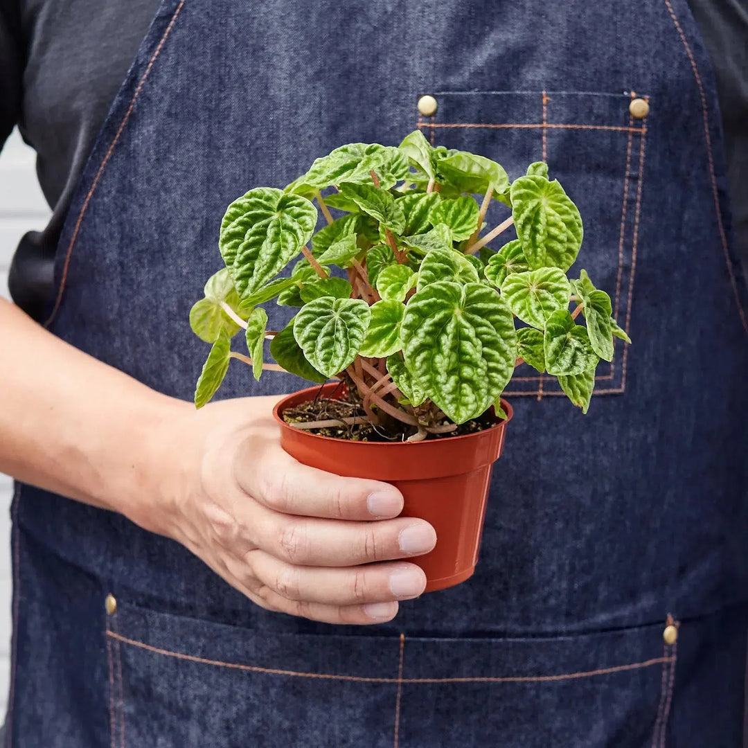 Peperomia 'Ripple'-4" Plant (1pk/$2) ($6 Ship/15oz)-American Plant Supply