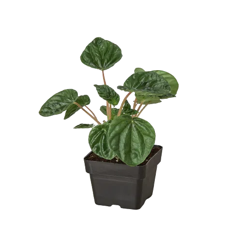 Peperomia 'Ripple'-4" Plant (1pk/$2) ($6 Ship/15oz)-American Plant Supply