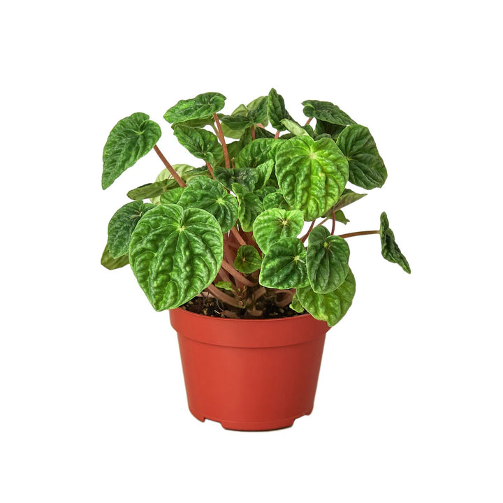 Peperomia 'Ripple'-4" Plant (1pk/$2) ($6 Ship/15oz)-American Plant Supply