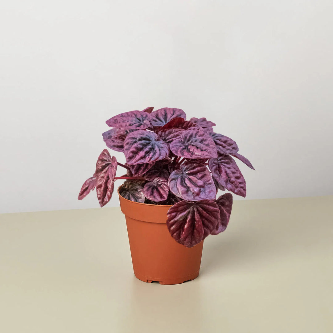 Peperomia 'Ripple Red'-4" Plant (1) ($4)-American Plant Supply