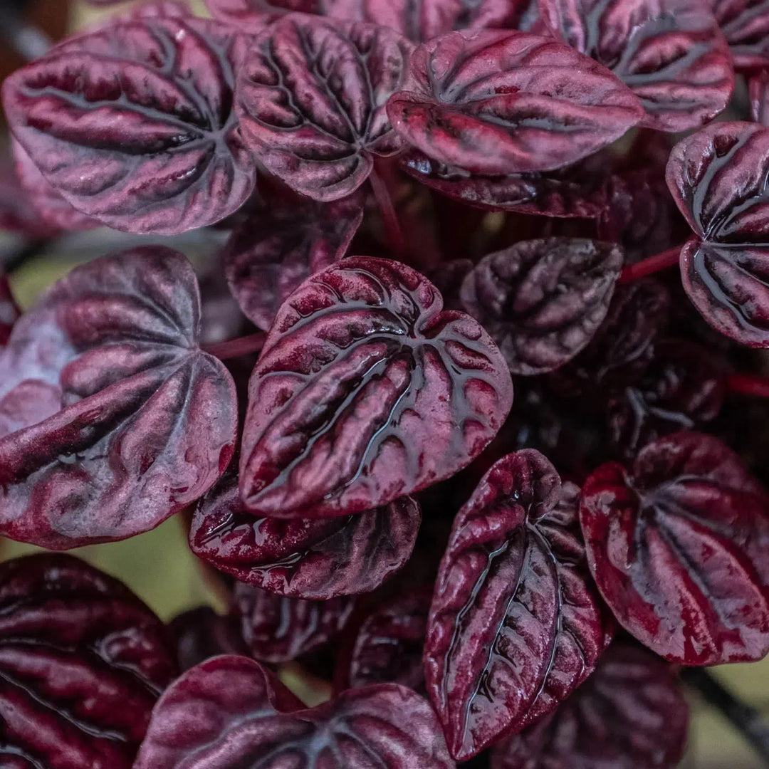 Peperomia 'Ripple Red'-4" Plant (1) ($4)-American Plant Supply