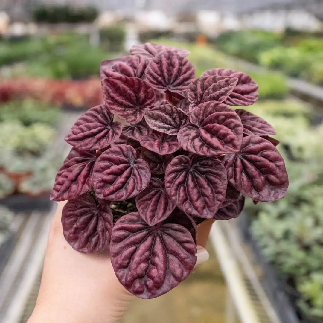 Peperomia 'Ripple Red'-4" Plant (1) ($4)-American Plant Supply