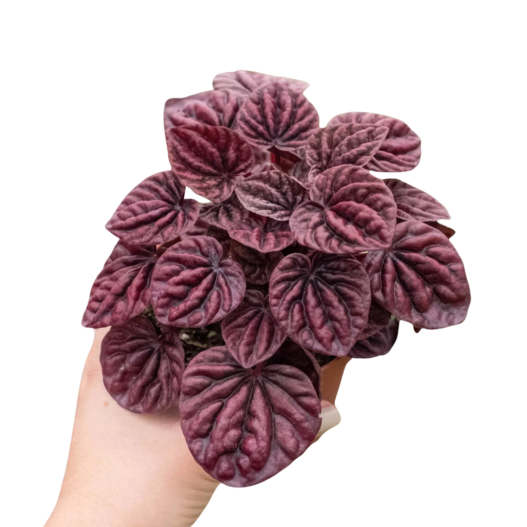 Peperomia 'Ripple Red'-4" Plant (1) ($4)-American Plant Supply