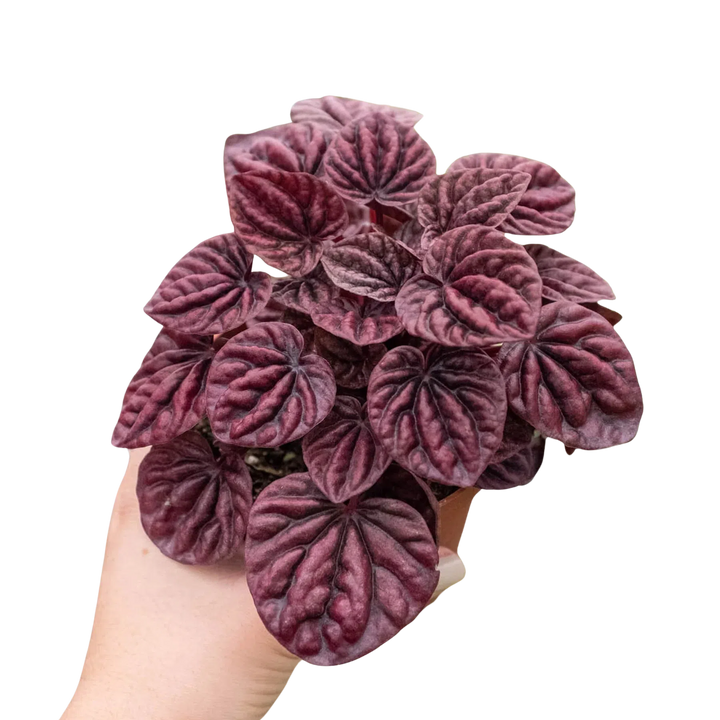 Peperomia 'Ripple Red'-4" Plant (1) ($4)-American Plant Supply