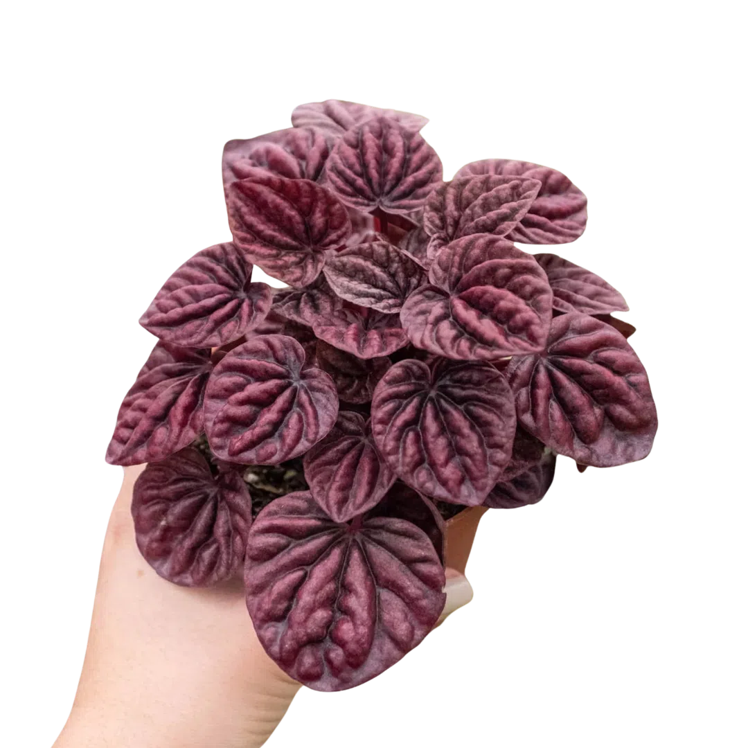 Peperomia 'Ripple Red'-4" Plant (1) ($4)-American Plant Supply