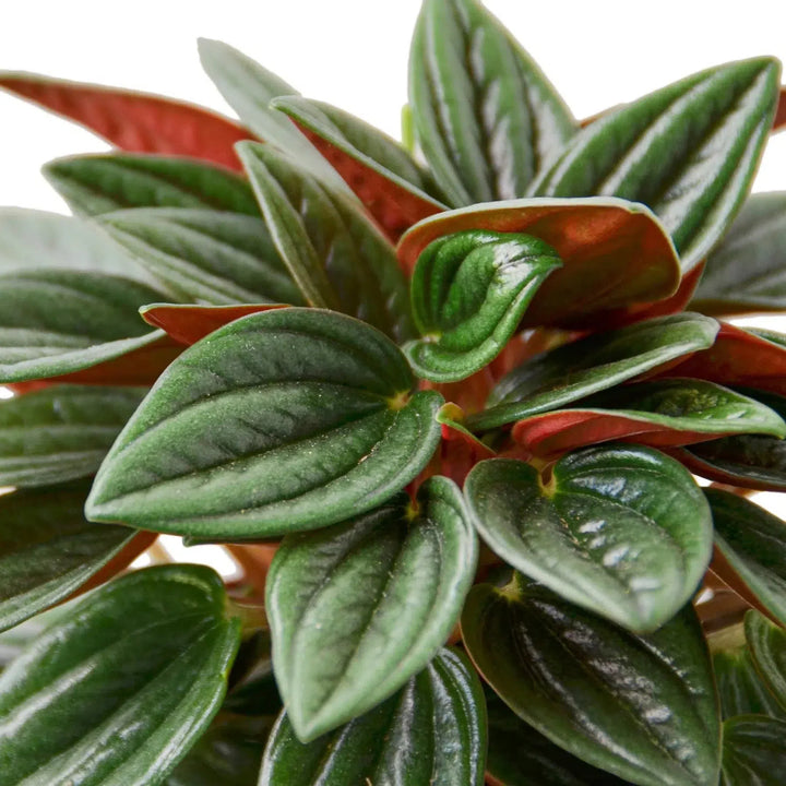 Peperomia Rosso-Indoor Plants-American Plant Supply