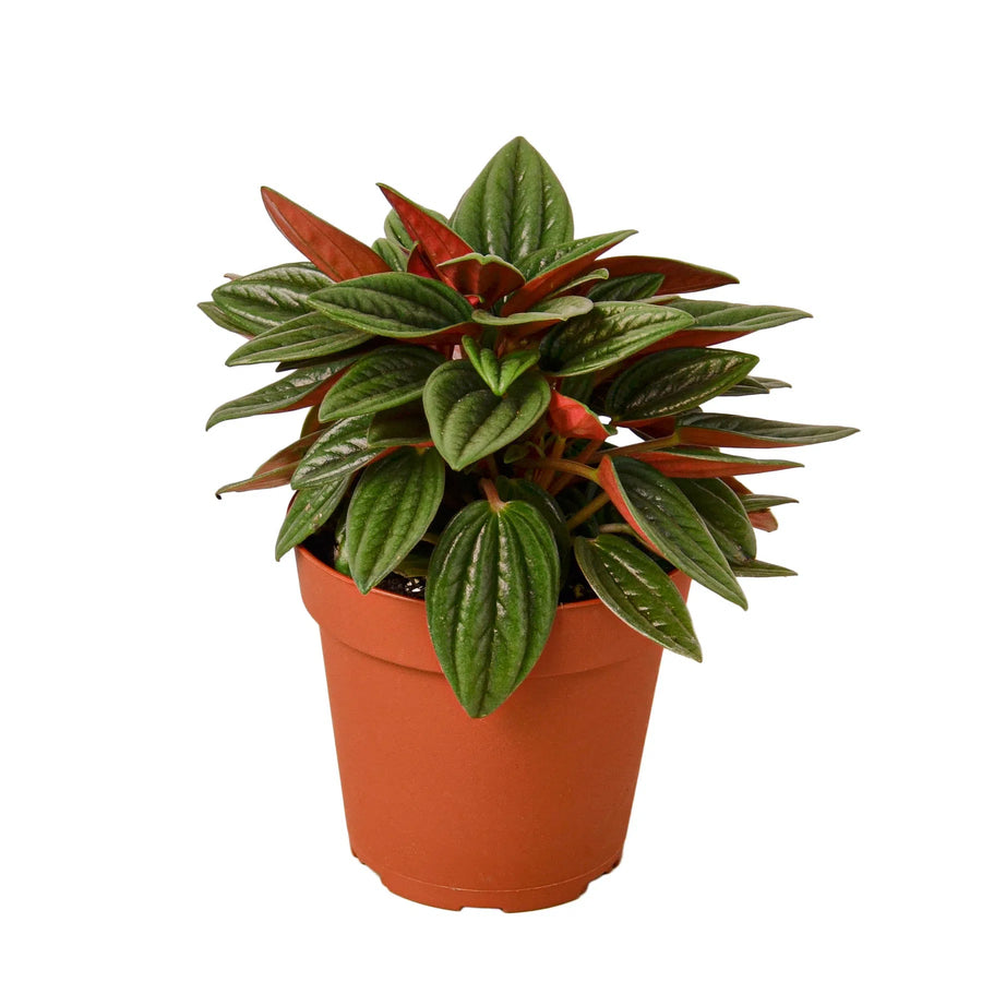 Peperomia Rosso-Indoor Plants-American Plant Supply